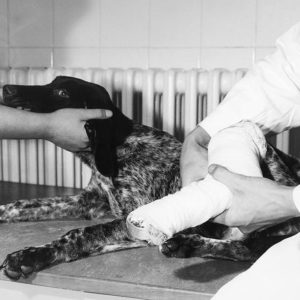 Astrid von Luttitz - Werbeaufnahmen für eine Tierklinik