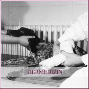 Astrid von Luttitz - Tiermedizin