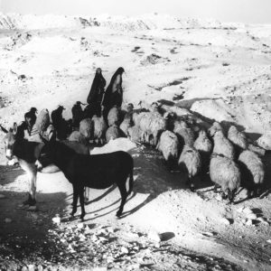 Astrid von Luttitz - Israel - Hirtinnen mit einer Schafherde und Eseln