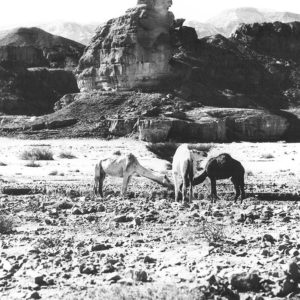 Astrid von Luttitz - Israel